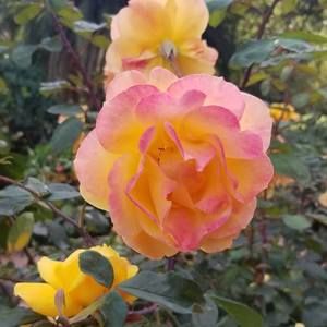 Meet your Posher, Randi